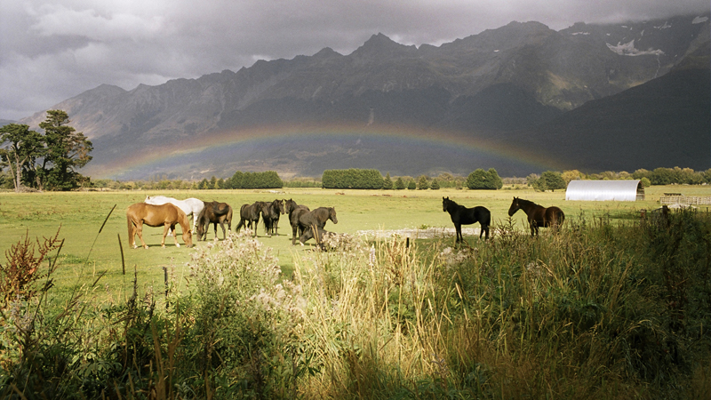 Ex Queenstown or GlenorchyOur most popular ride to date.  For Experienced Riders only this is a full-day ride that can't be missed, with up to six hours on horseback!  We will personally guide you across rivers and up into the High Country of the Rees Valley.